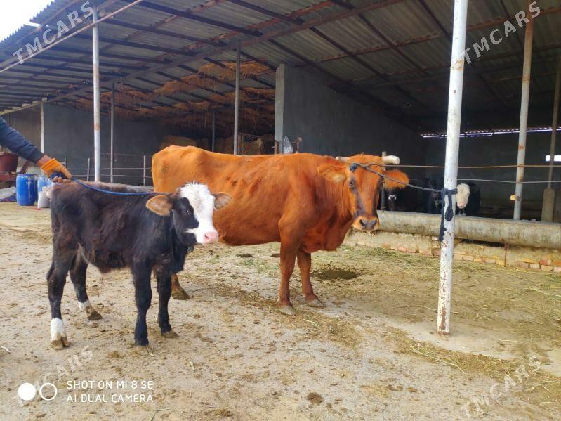 Goleli sygyr - Гёкдепе - img 1