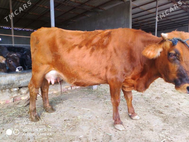 Goleli sygyr - Гёкдепе - img 3