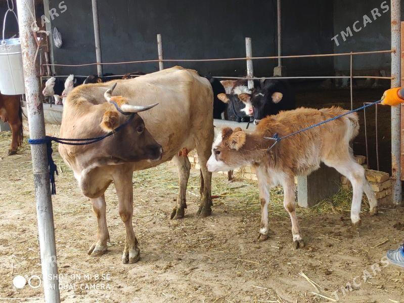 Goleli sygyr - Гёкдепе - img 6