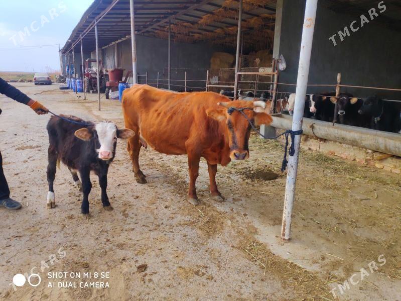 Goleli sygyr - Гёкдепе - img 2