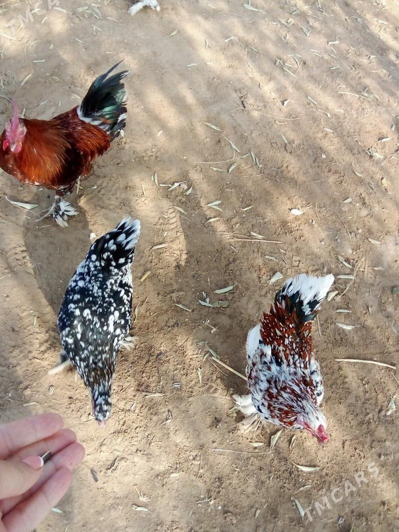 karlik - Görogly (Tagta) - img 1