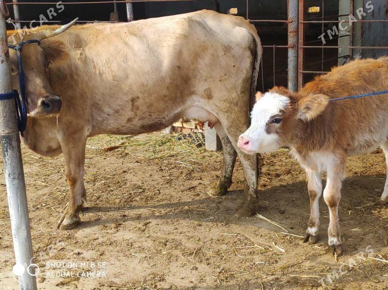 Goleli sygyr - Гёкдепе - img 5