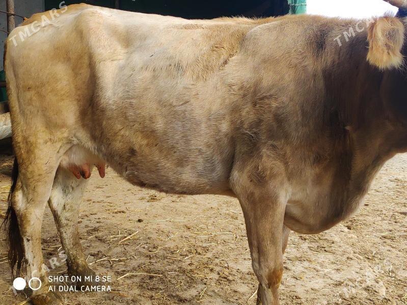 Goleli sygyr - Гёкдепе - img 4