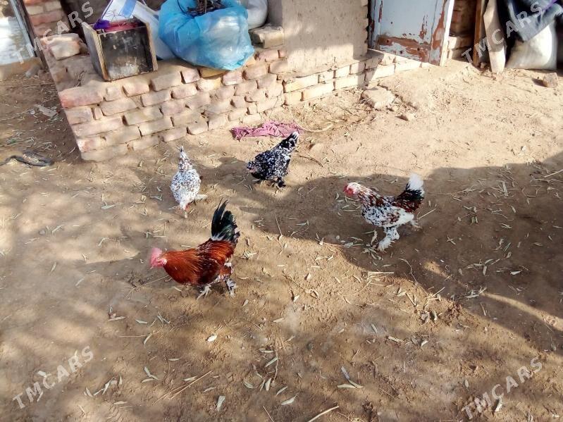 karlik - Görogly (Tagta) - img 2