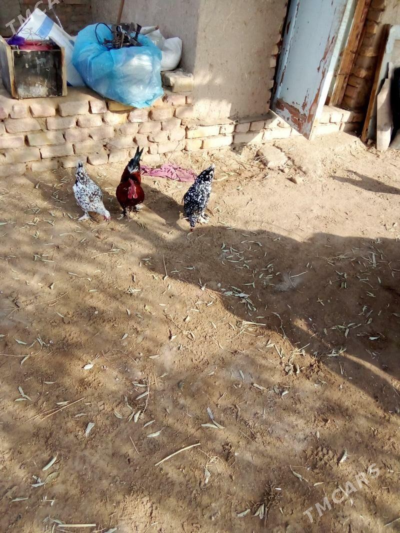 karlik - Görogly (Tagta) - img 7