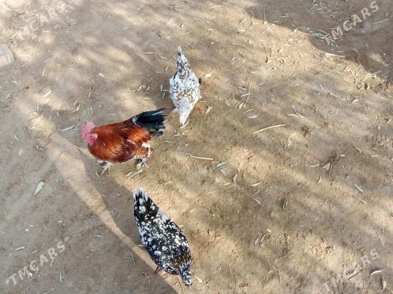 karlik - Görogly (Tagta) - img 5