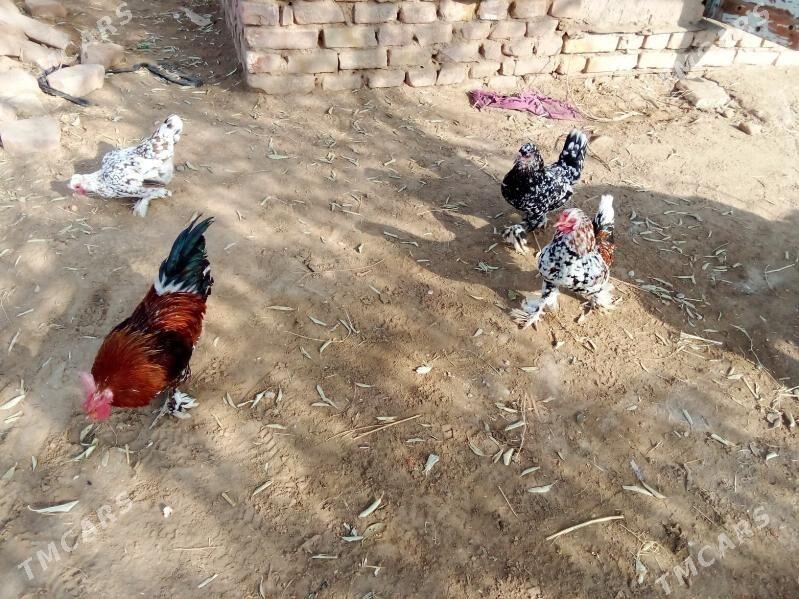 karlik - Görogly (Tagta) - img 4