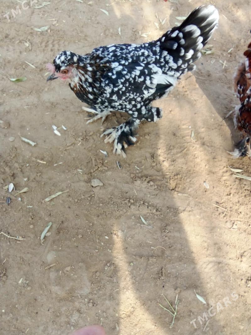 karlik - Görogly (Tagta) - img 3