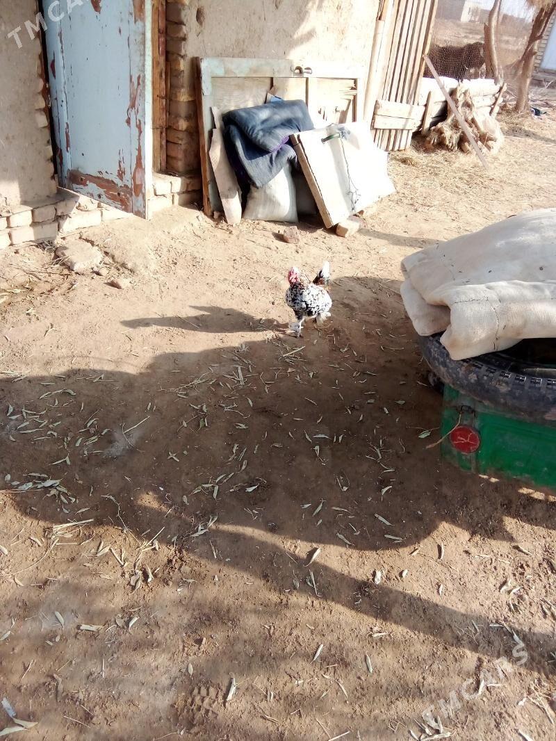 karlik - Görogly (Tagta) - img 8