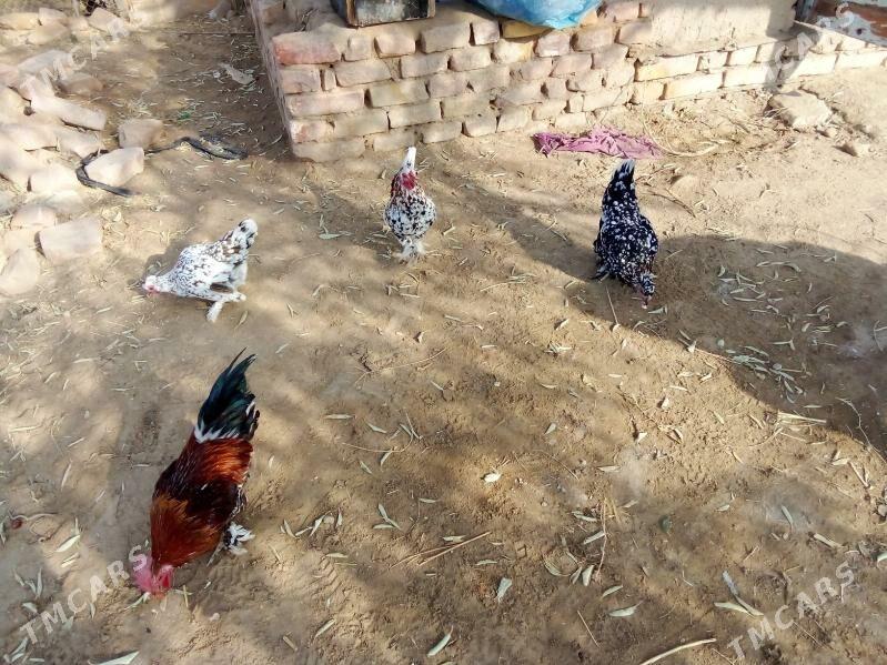 karlik - Görogly (Tagta) - img 6