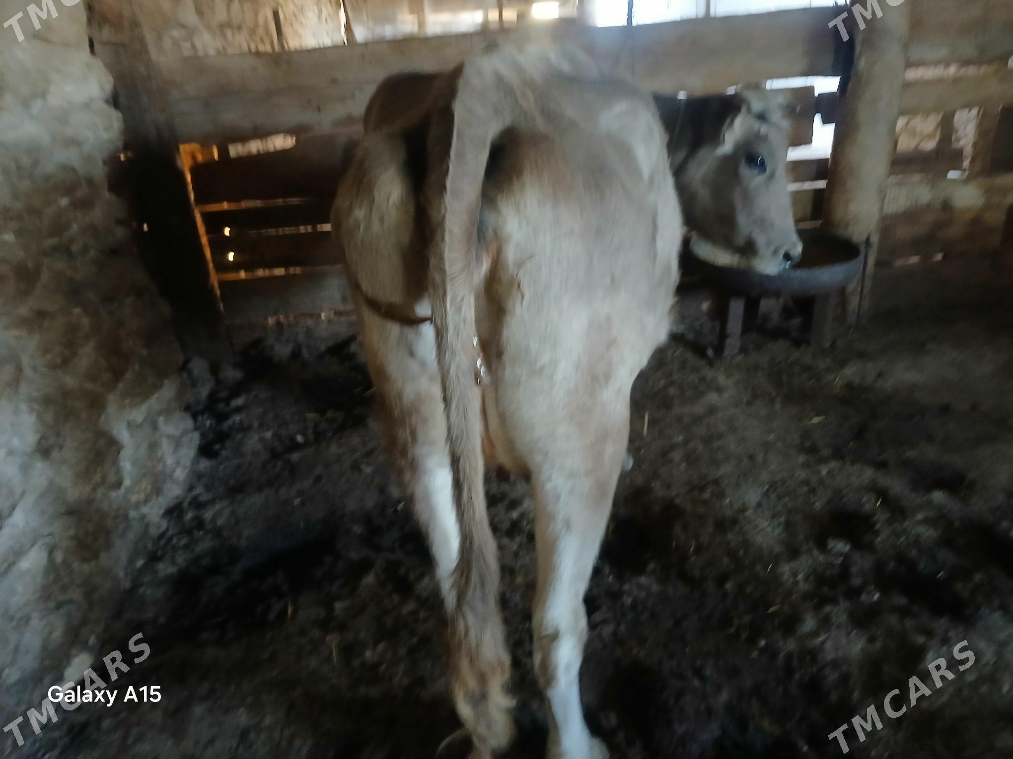 Sygyr goleli - Gyzylarbat - img 3