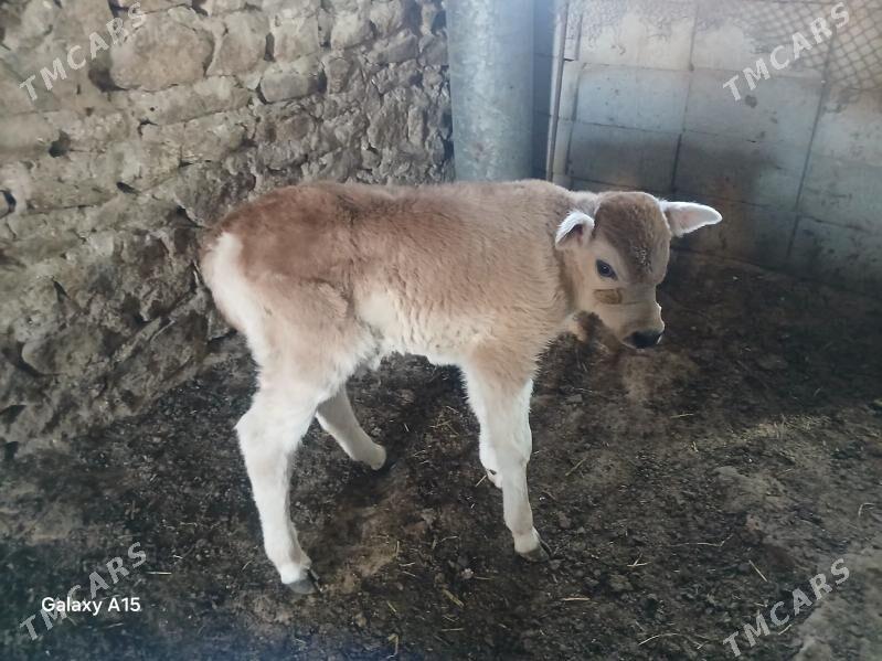 Sygyr goleli - Gyzylarbat - img 2