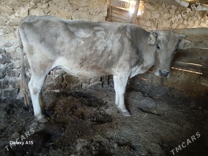 Sygyr goleli - Gyzylarbat - img 4