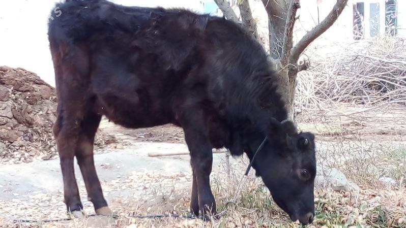 Gibirit tywe - Bäherden - img 2