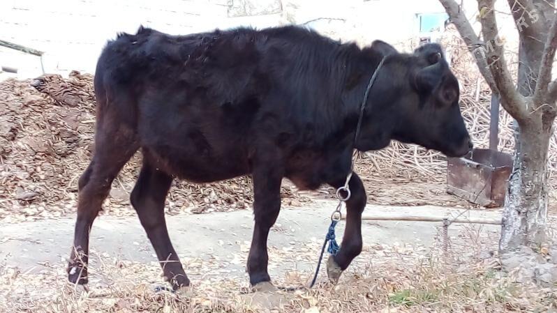 Gibirit tywe - Bäherden - img 3