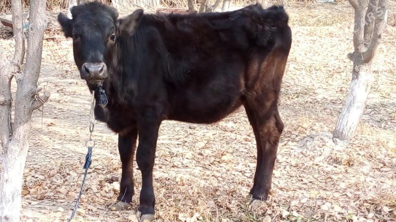 Gibirit tywe - Bäherden - img 1