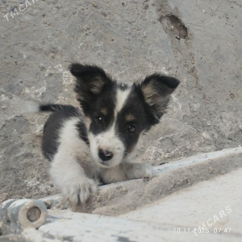 Gujuk - Türkmenabat - img 2