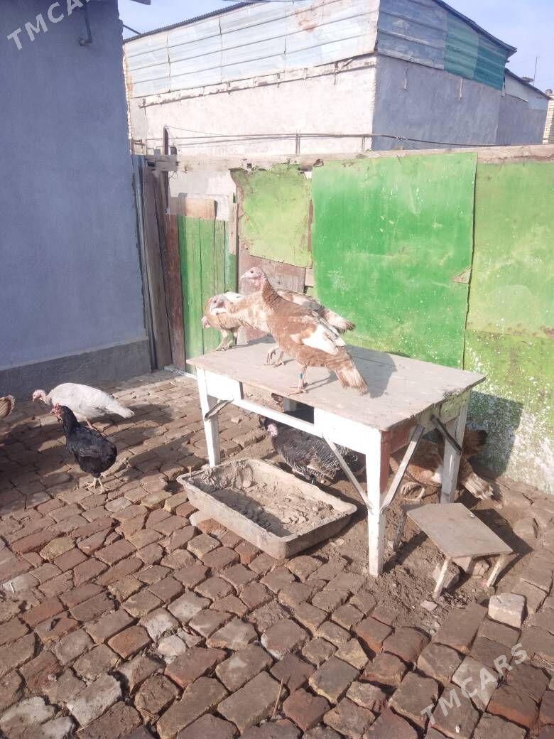 Индюк юмуртга - Туркменабат - img 5