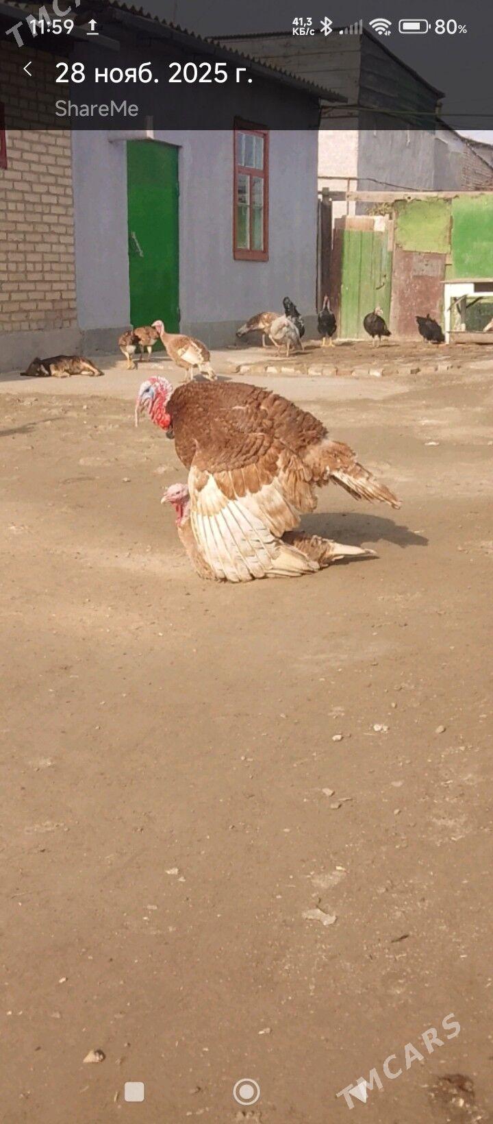 Индюк юмуртга - Туркменабат - img 4