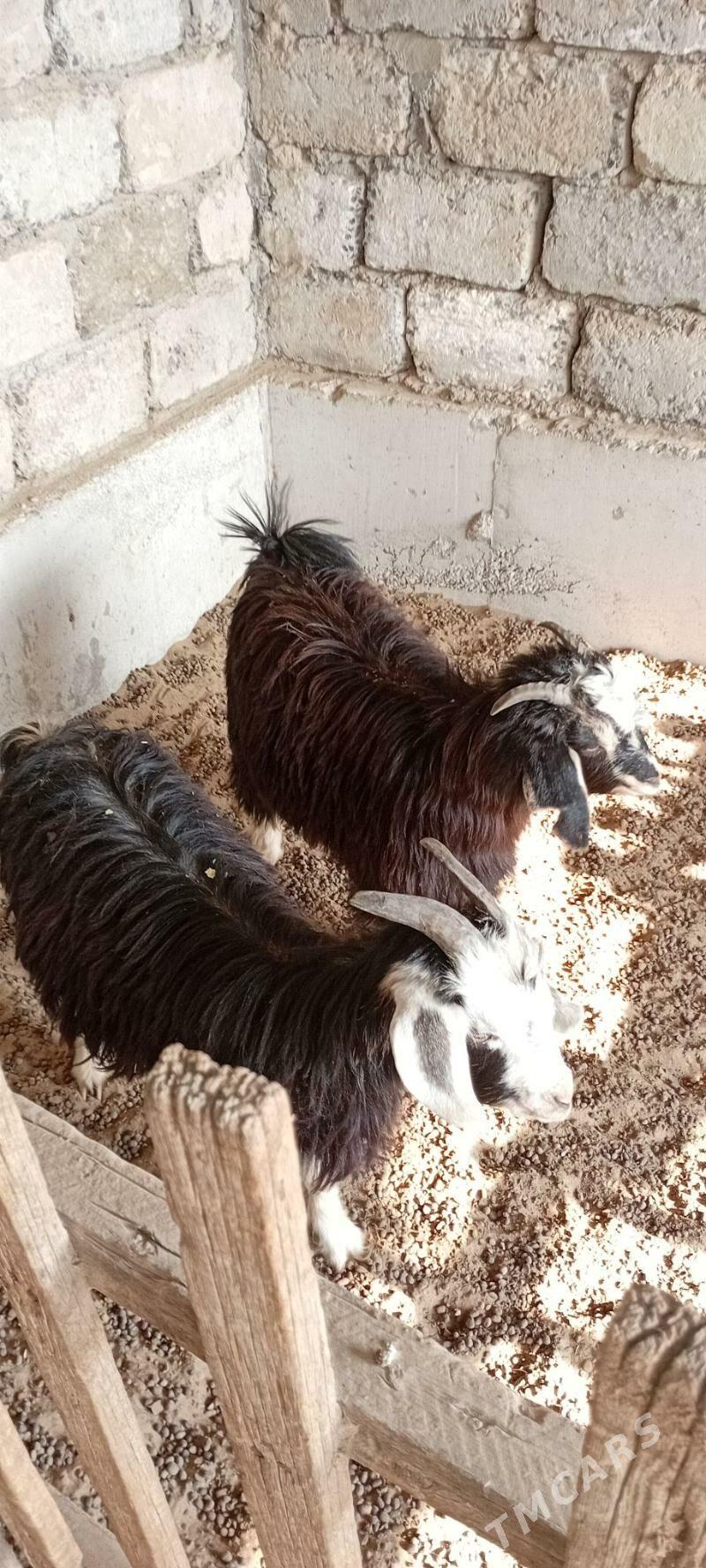 çewiş - Garadamak Şor - img 3