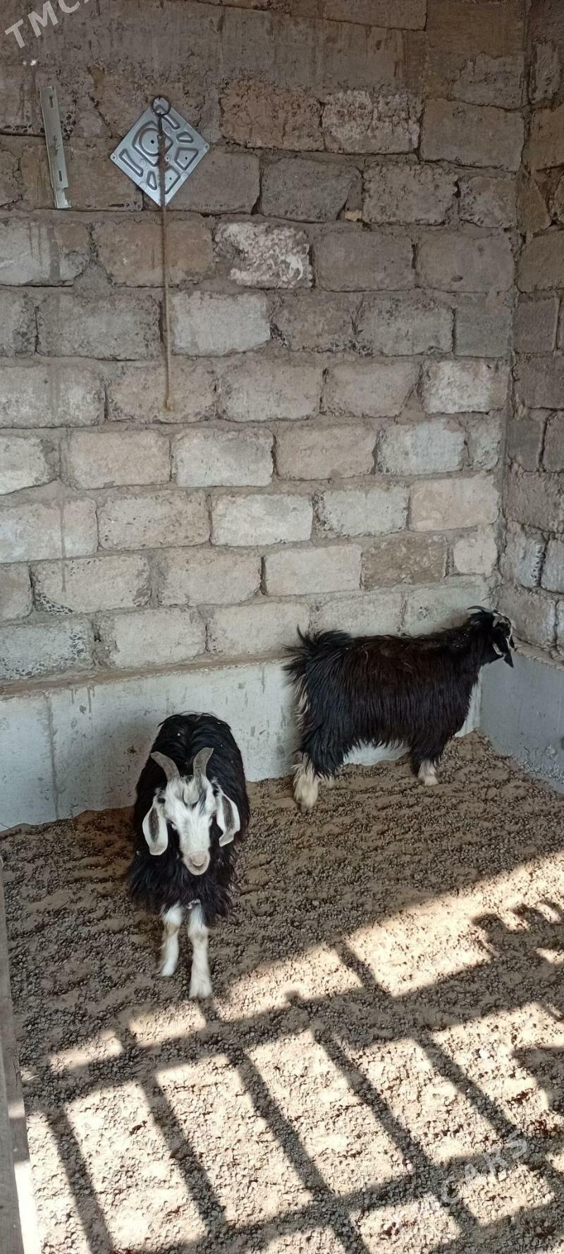 çewiş - Garadamak Şor - img 2