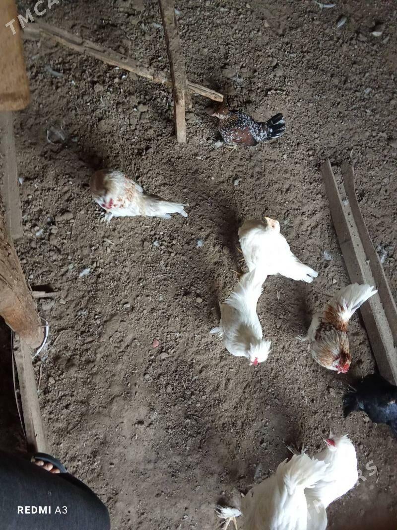 Karlik - Türkmenabat - img 2