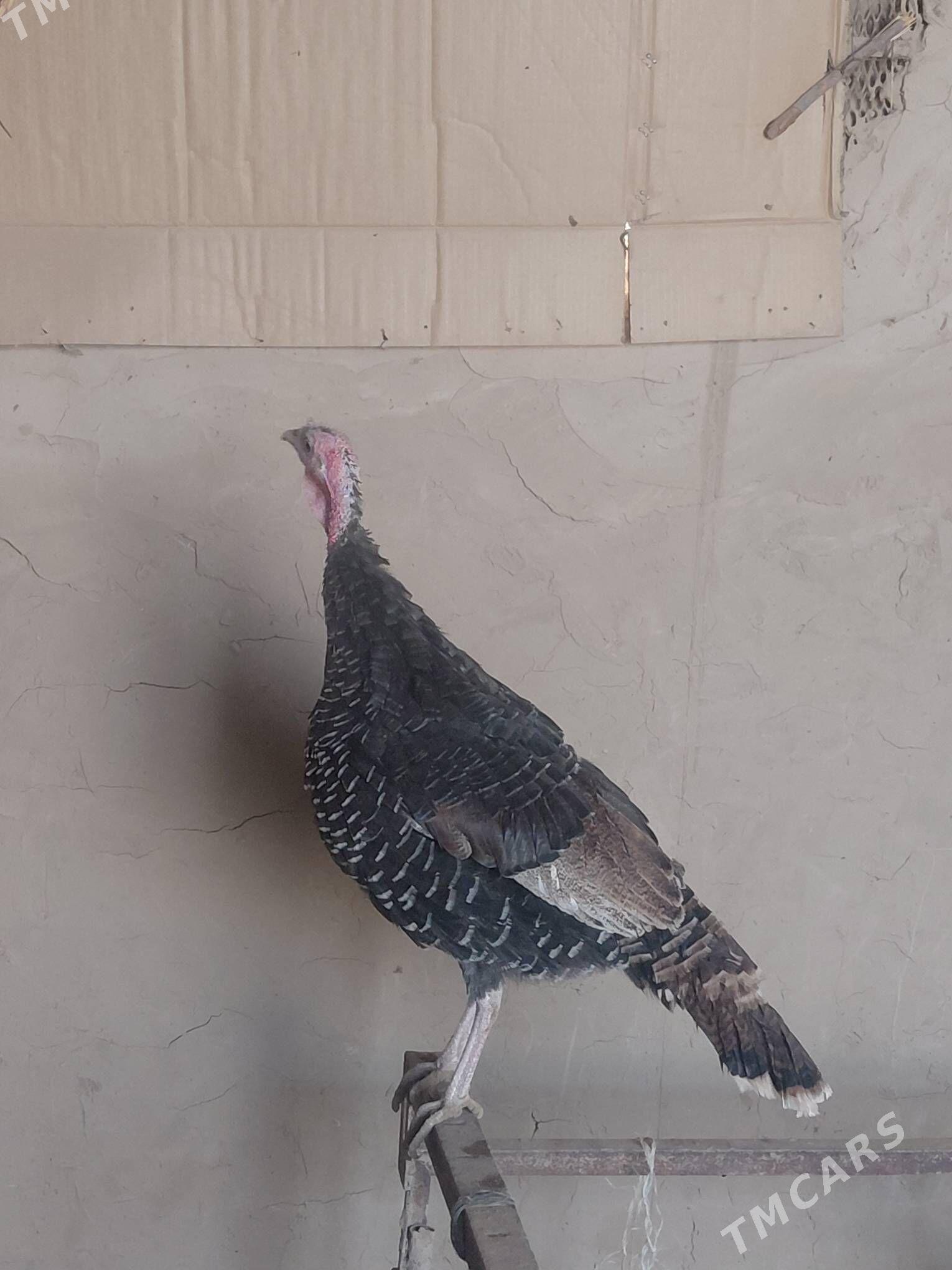 Induk - Babadaýhan - img 2