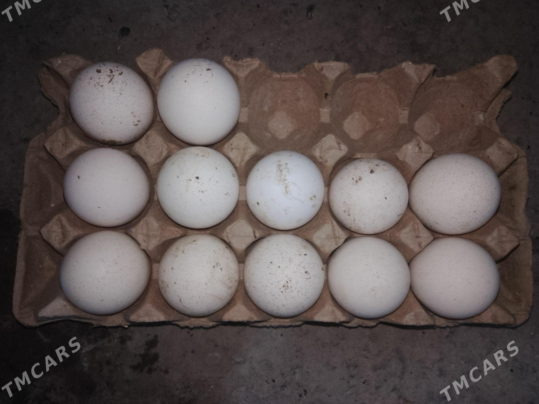 Индюк юмуртга - Туркменабат - img 2