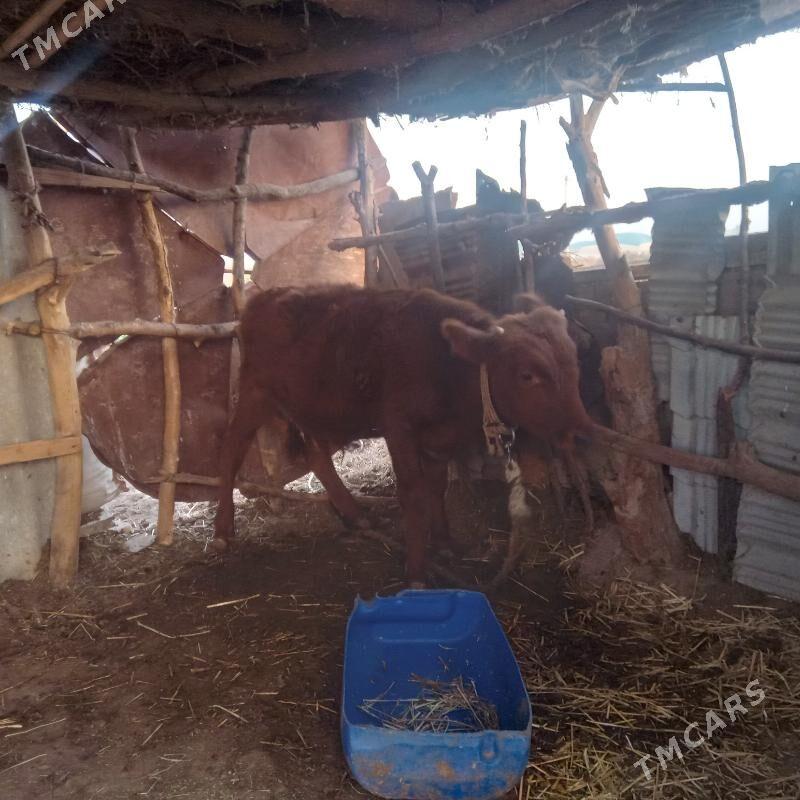 öküz - Babadaýhan - img 5