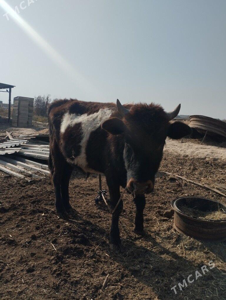 okuz - Байрамали - img 9