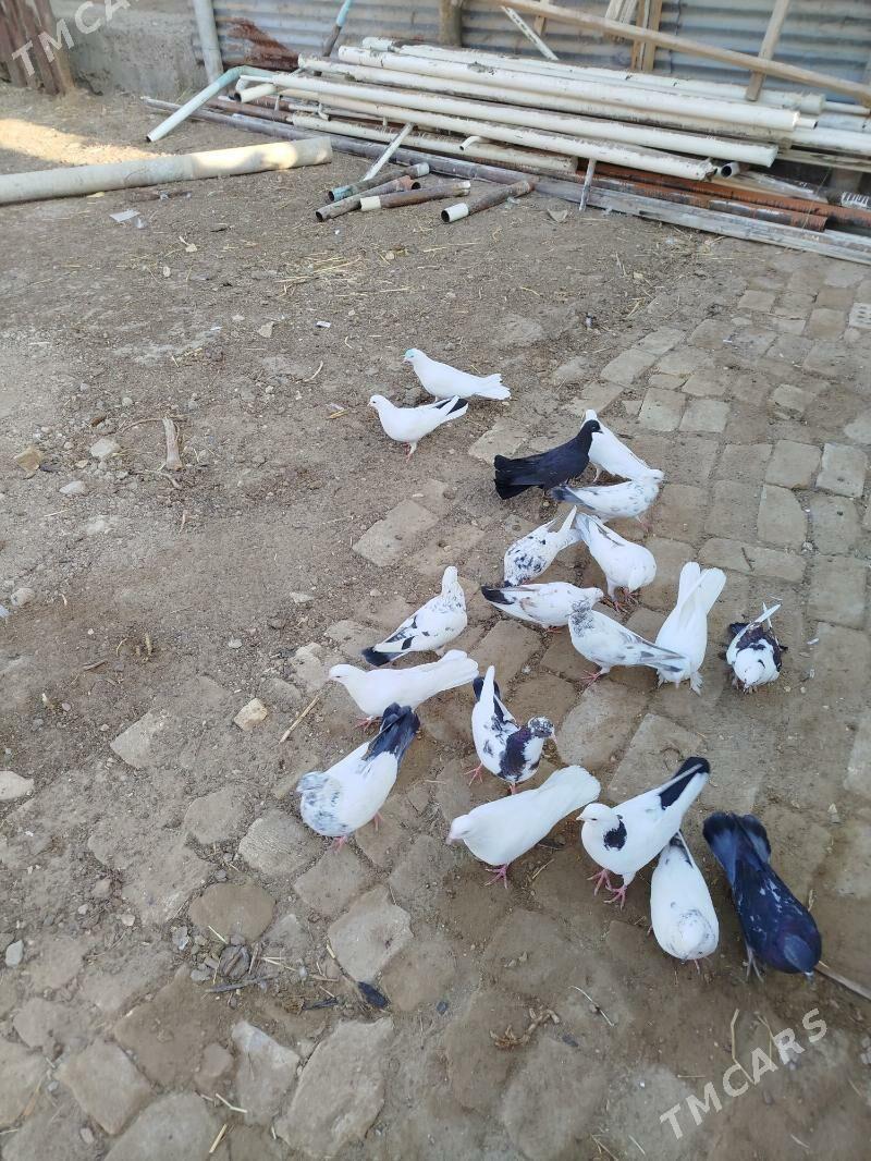 kepderi - Мары - img 4