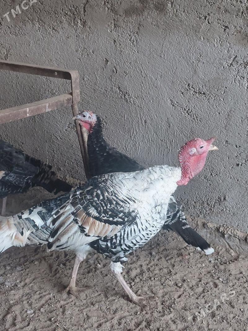 Induk - Babadaýhan - img 3