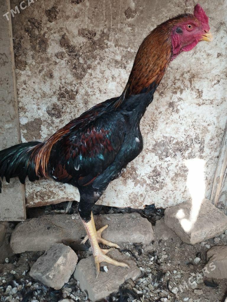 baysow horaz - Mary - img 2