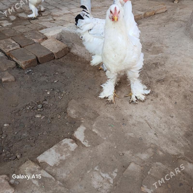 Towuk Balakly - Туркменгала - img 3