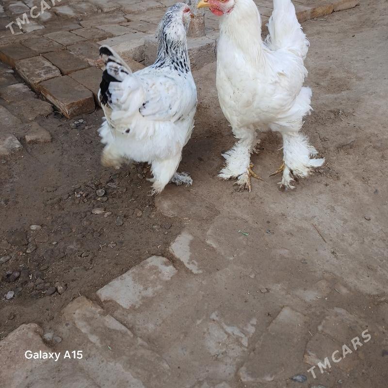 Towuk Balakly - Туркменгала - img 4