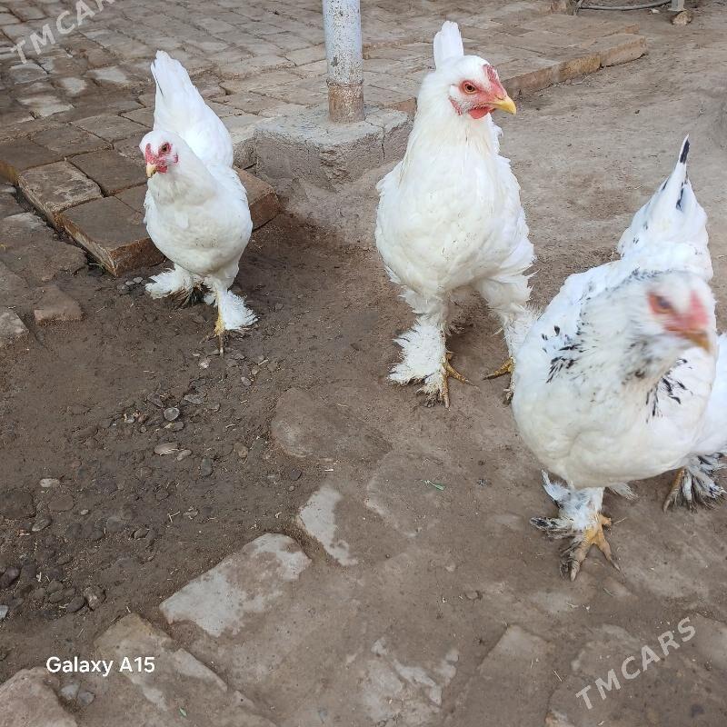 Towuk Balakly - Туркменгала - img 2