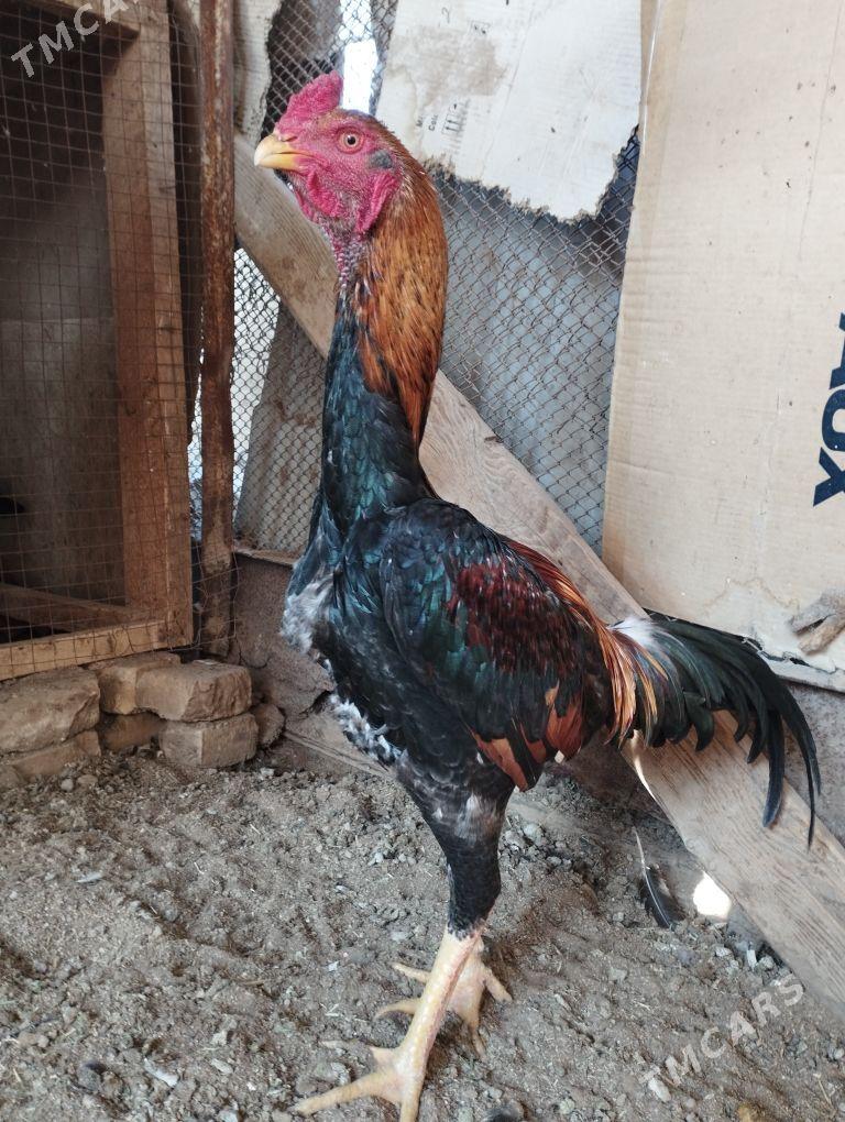 baysow horaz - Mary - img 3