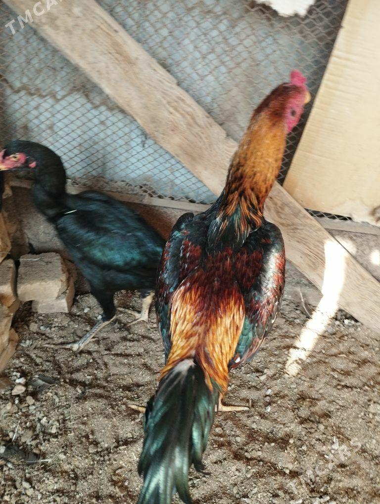 baysow horaz - Mary - img 4