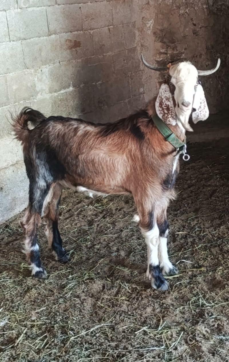 Päkistan teke - Gökdepe - img 2