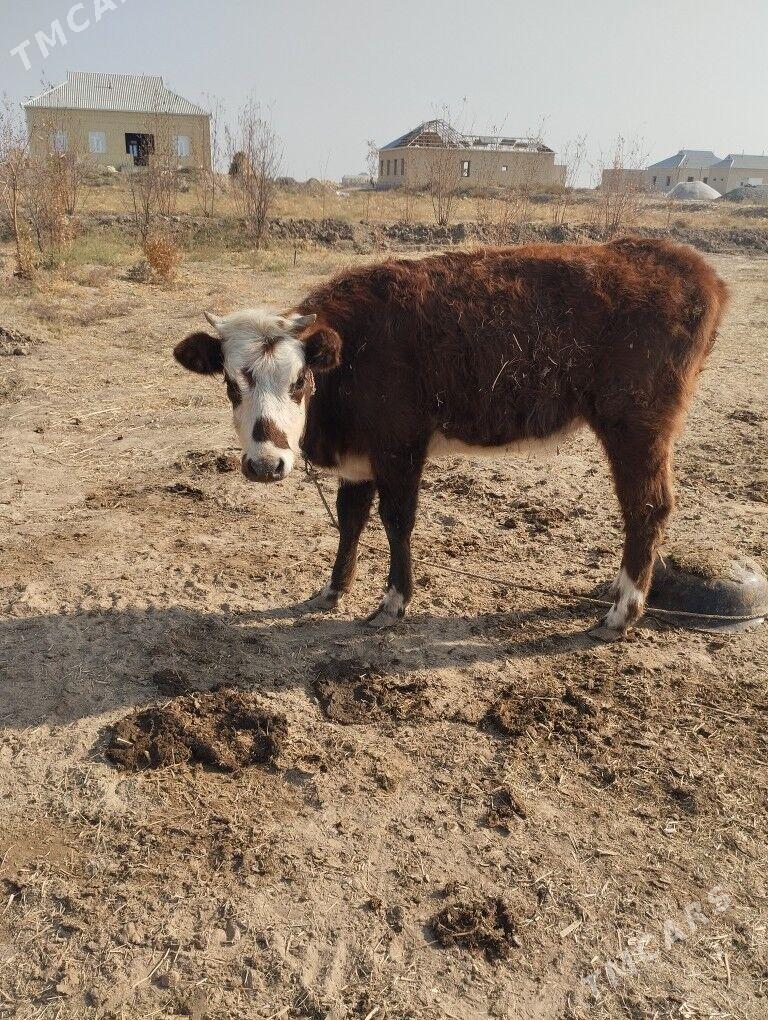 okuz - Байрамали - img 4