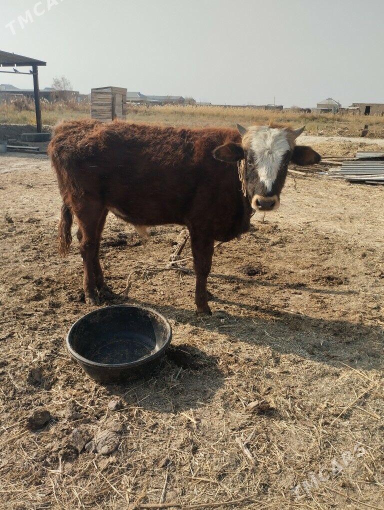 okuz - Байрамали - img 2