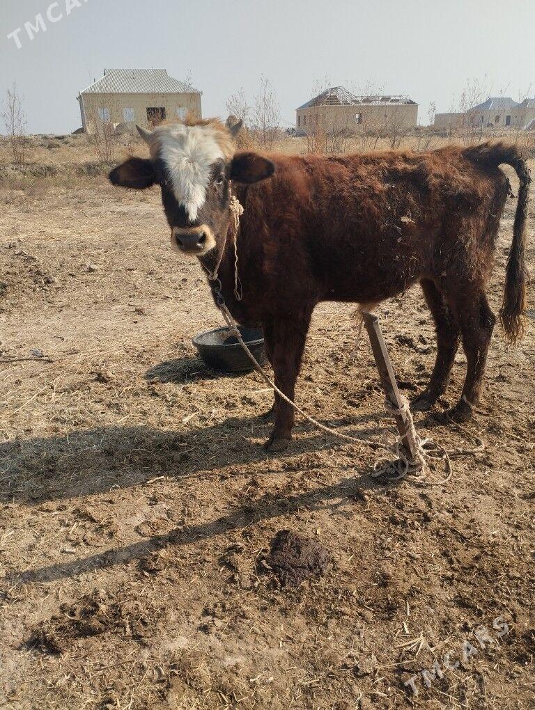 okuz - Байрамали - img 5