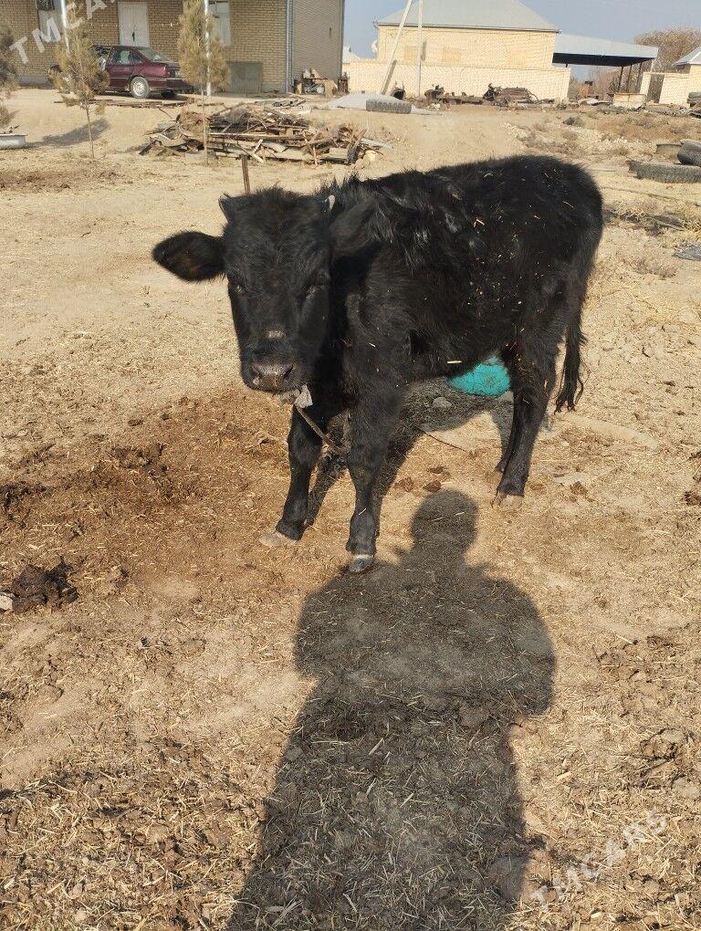 okuz - Байрамали - img 3