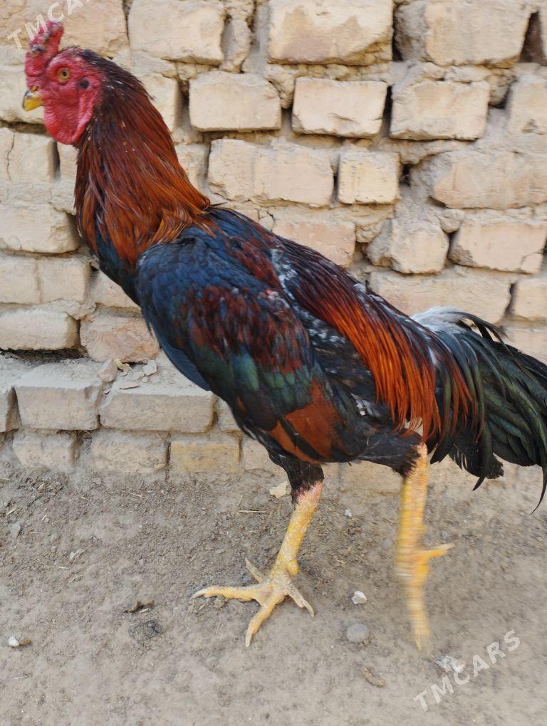 baysow horaz - Мары - img 2