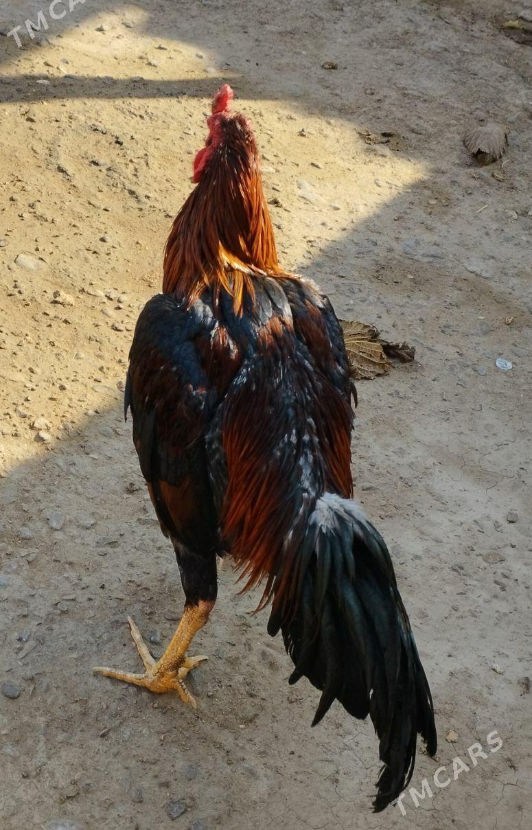 baysow horaz - Мары - img 4