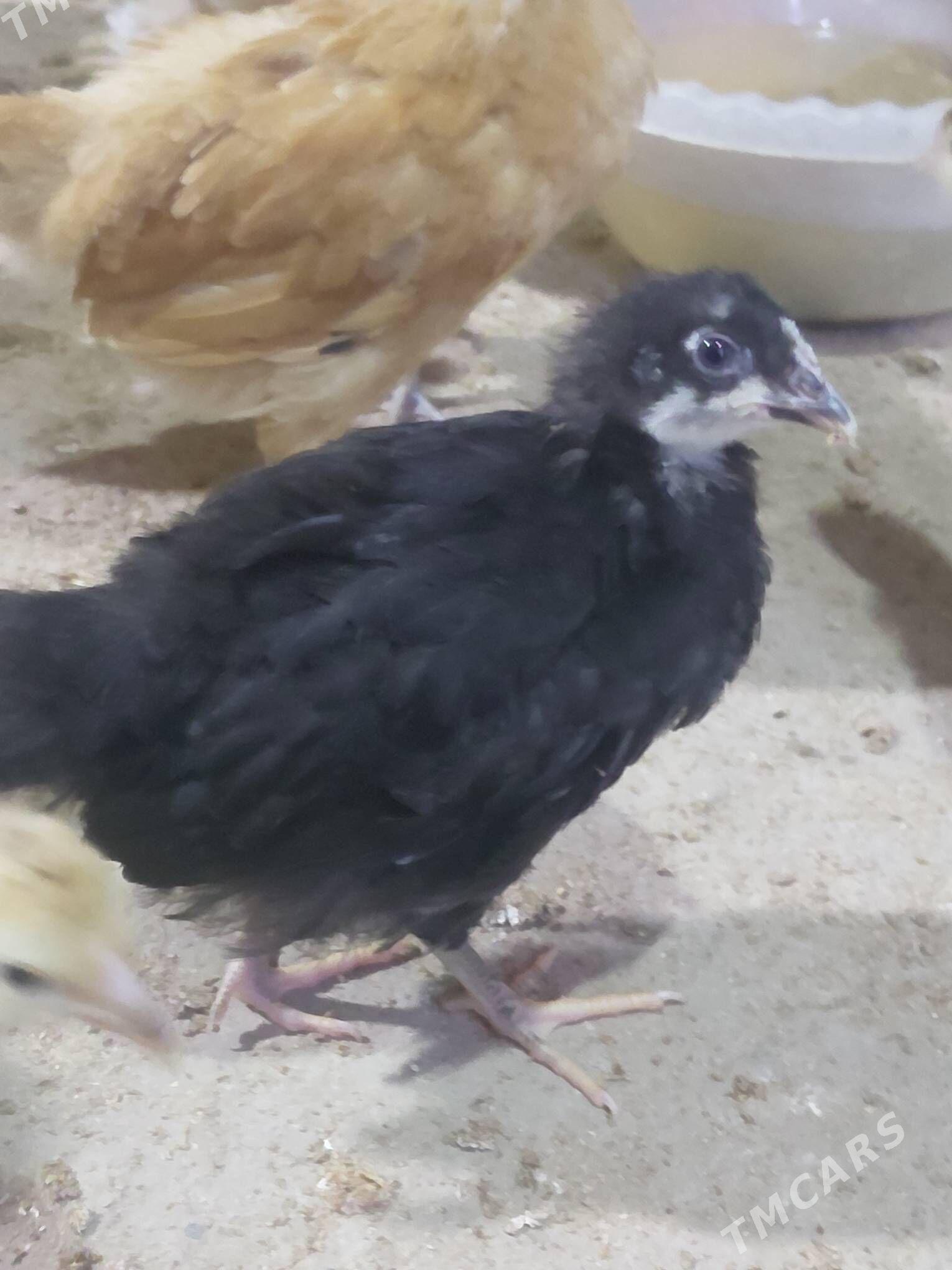 Jüje - Бабадайхан - img 2