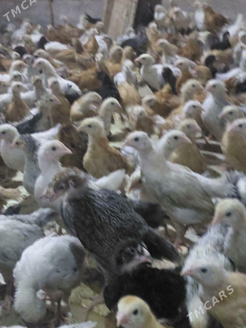 Jüje - Бабадайхан - img 3