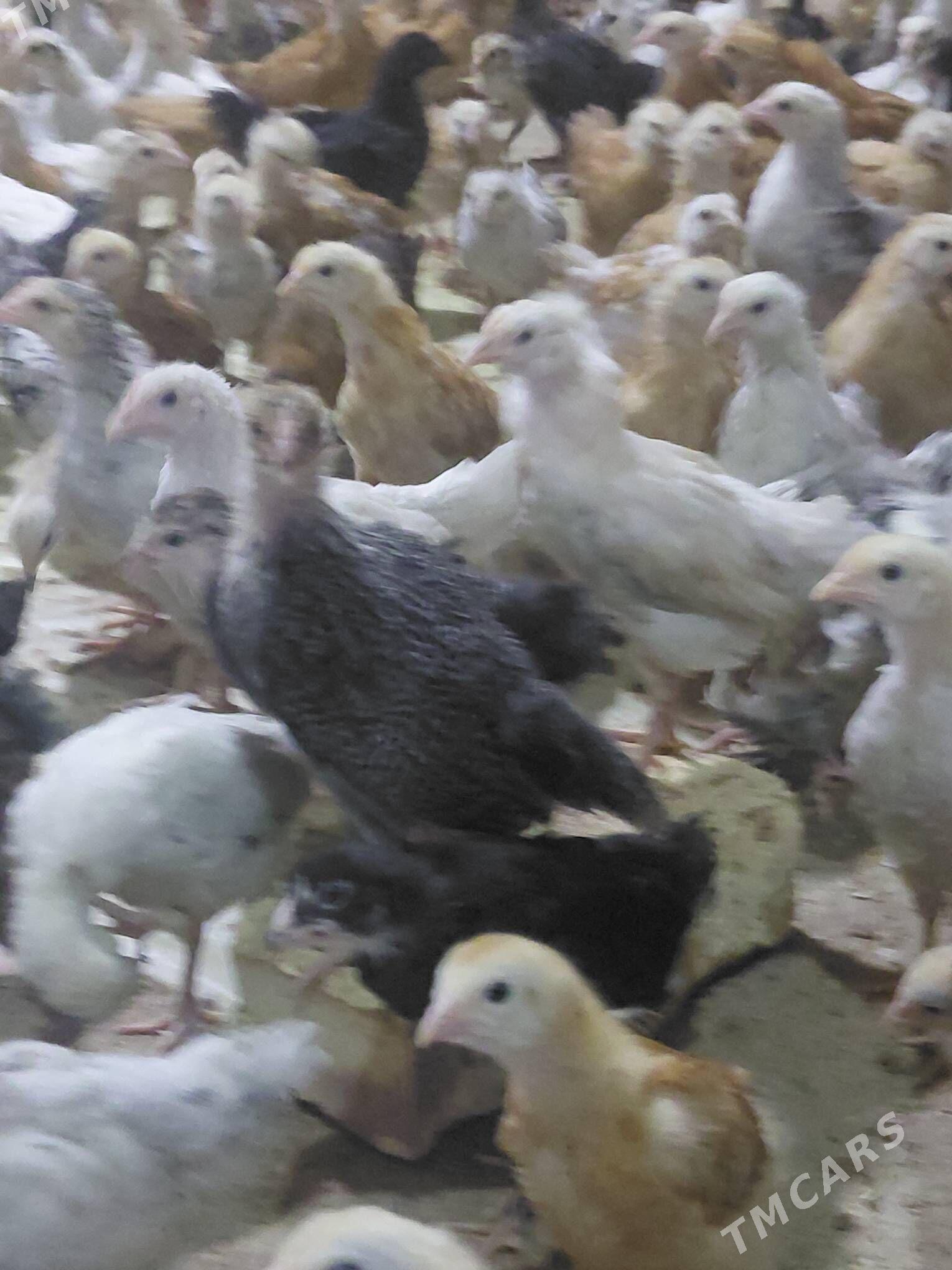 Jüje - Бабадайхан - img 5