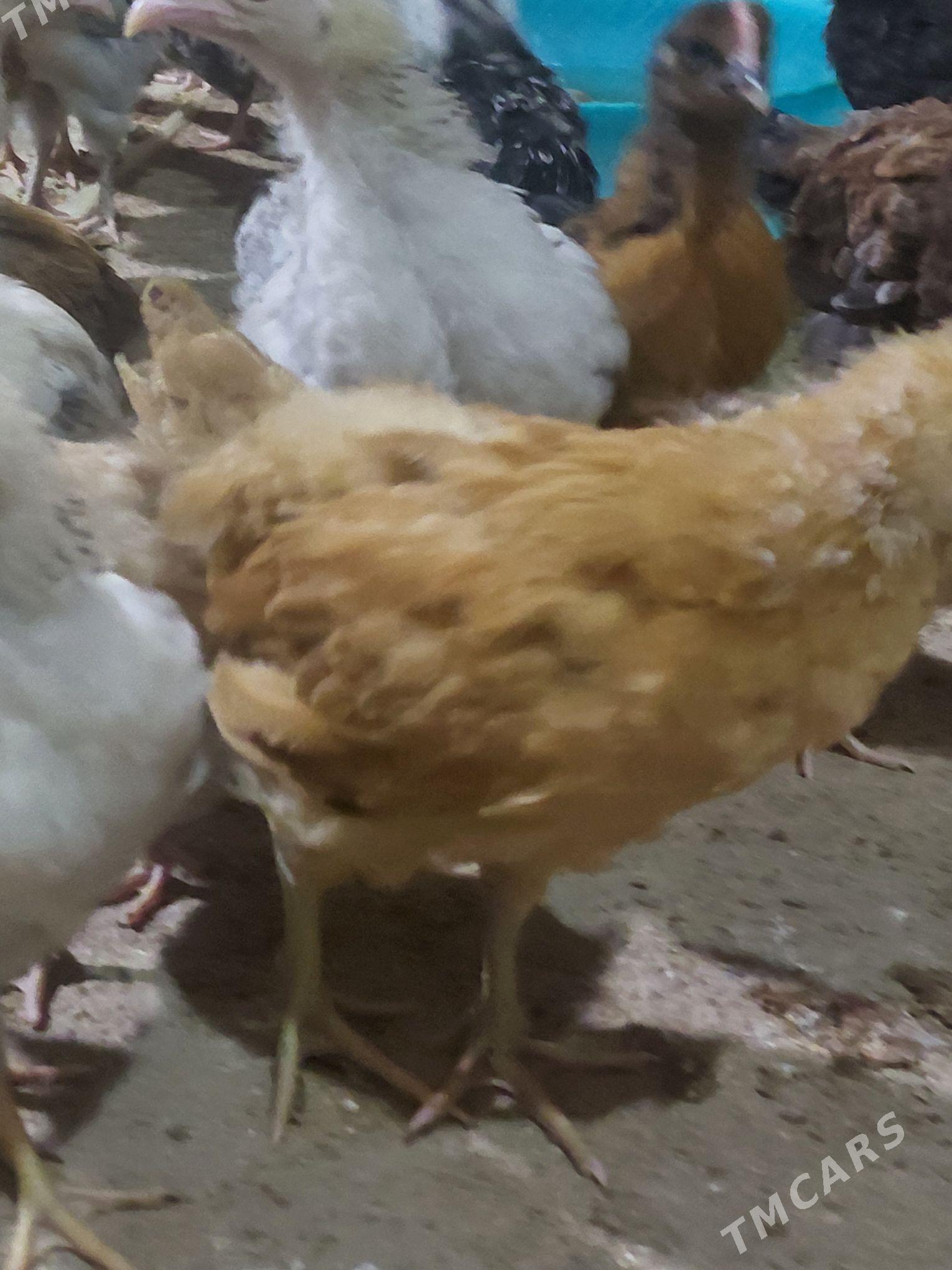 Jüje - Бабадайхан - img 4