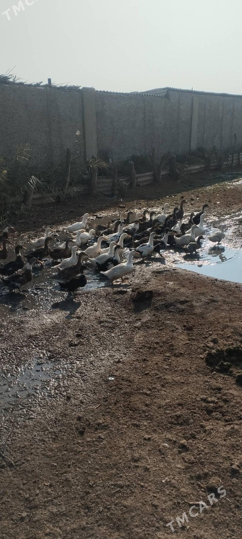 induk - Бабадайхан - img 3